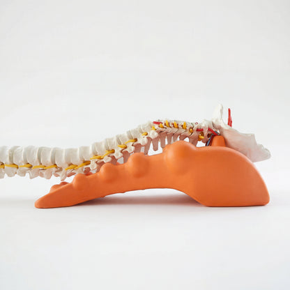 Cervionix™ — Cervical Traction Device. 10 Min/Day.